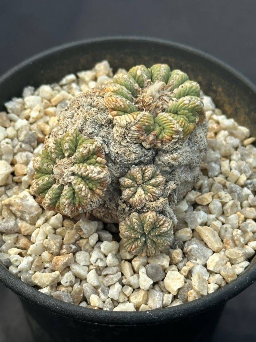 山木 花籠 アズテキウム サボテン / 紅籠 メキシカーナ 山木 花籠 アズテキウム サボテン / 紅籠 メキシカーナ