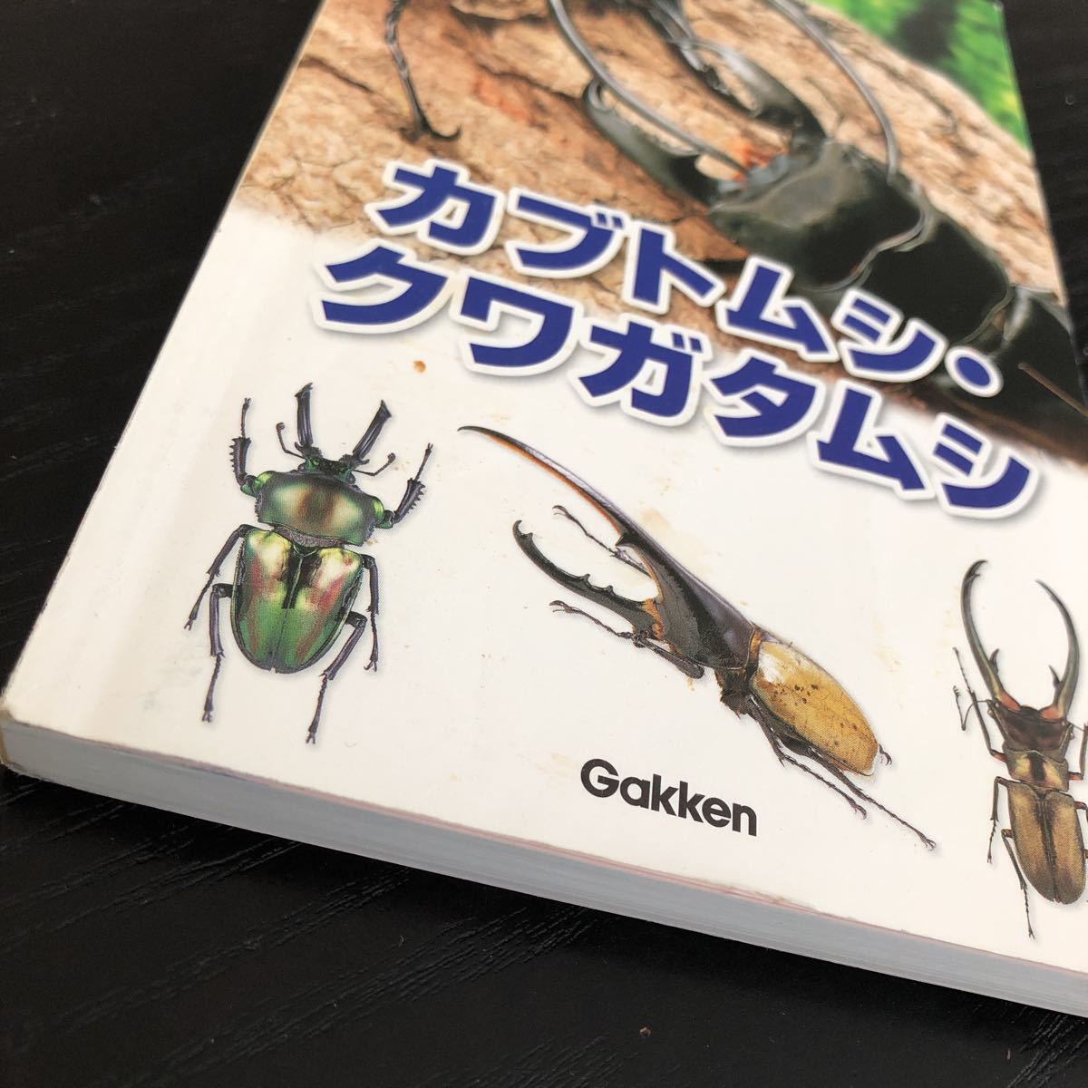 た89 カブトムシ クワガタムシ 学研の図鑑11 手持ち 持ち歩き 昆虫 成虫 種類 育て方 飼育　幼虫 生物_画像2