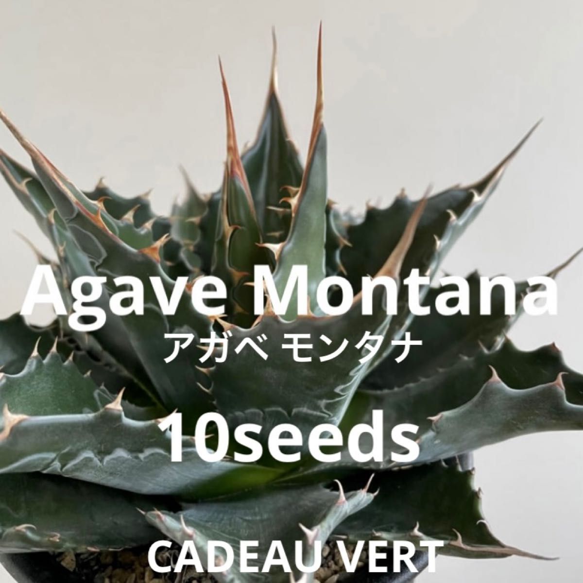 アガベ☆チタノタ・ドワーフ☆種子100粒 | www.tspea.org