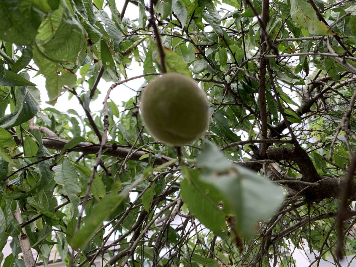 shi.. plum ...10ps.@# free shipping . shide . plum / plum branch shide . plum garden tree plant click post . Special sudden shipping .....
