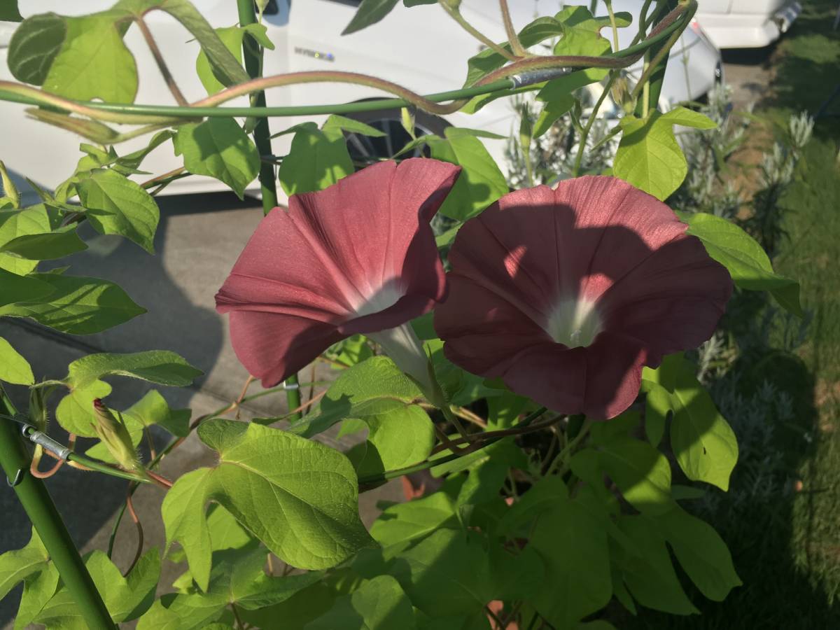 朝顔 団十郎 花色 えび茶 種10粒 2022年採取 アサガオ 売買されたオークション情報 Yahooの商品情報をアーカイブ公開 オークファン Aucfan Com 朝顔 団十郎 花色 えび茶 種10粒 2022年採取 アサガオ 売買されたオークション情報 Yahooの商品情報をアーカイブ公開 オークファン Aucfan Com
