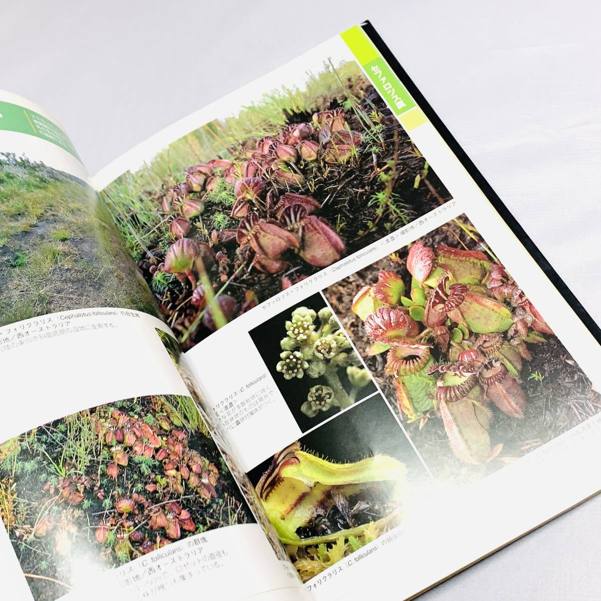 book@* publication [ world. meal insect plant meal insect plant research . compilation . writing . new light company ] Ogawa male one utsubokazla Nepenthes fly toli saw carnivorous plant Nepenthes