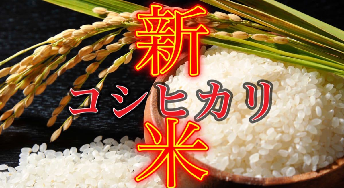 数量限定❗️令和5年新米コシヒカリ20㎏鹿児島県産 精米済 米