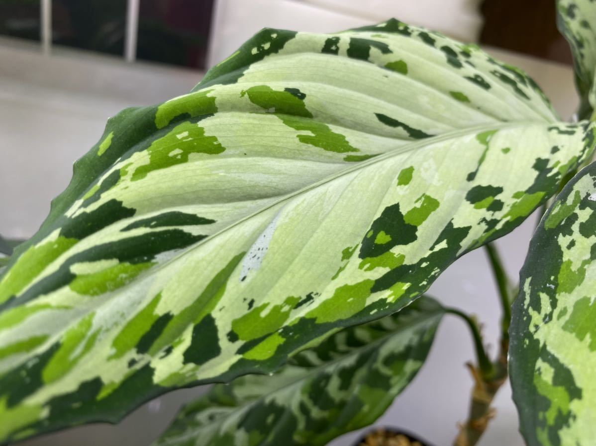 爆売り! 夢観極彩 千眼葉 ecousarecycling.com