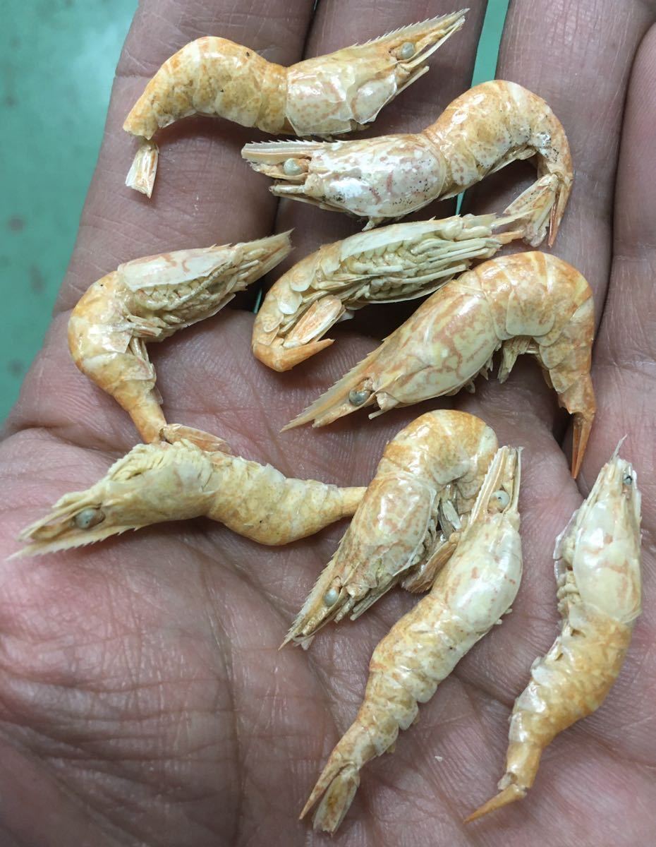 1袋 富城物産カンシャ120g(乾燥エビ クリル)肉食魚(アロワナ 淡水エイ