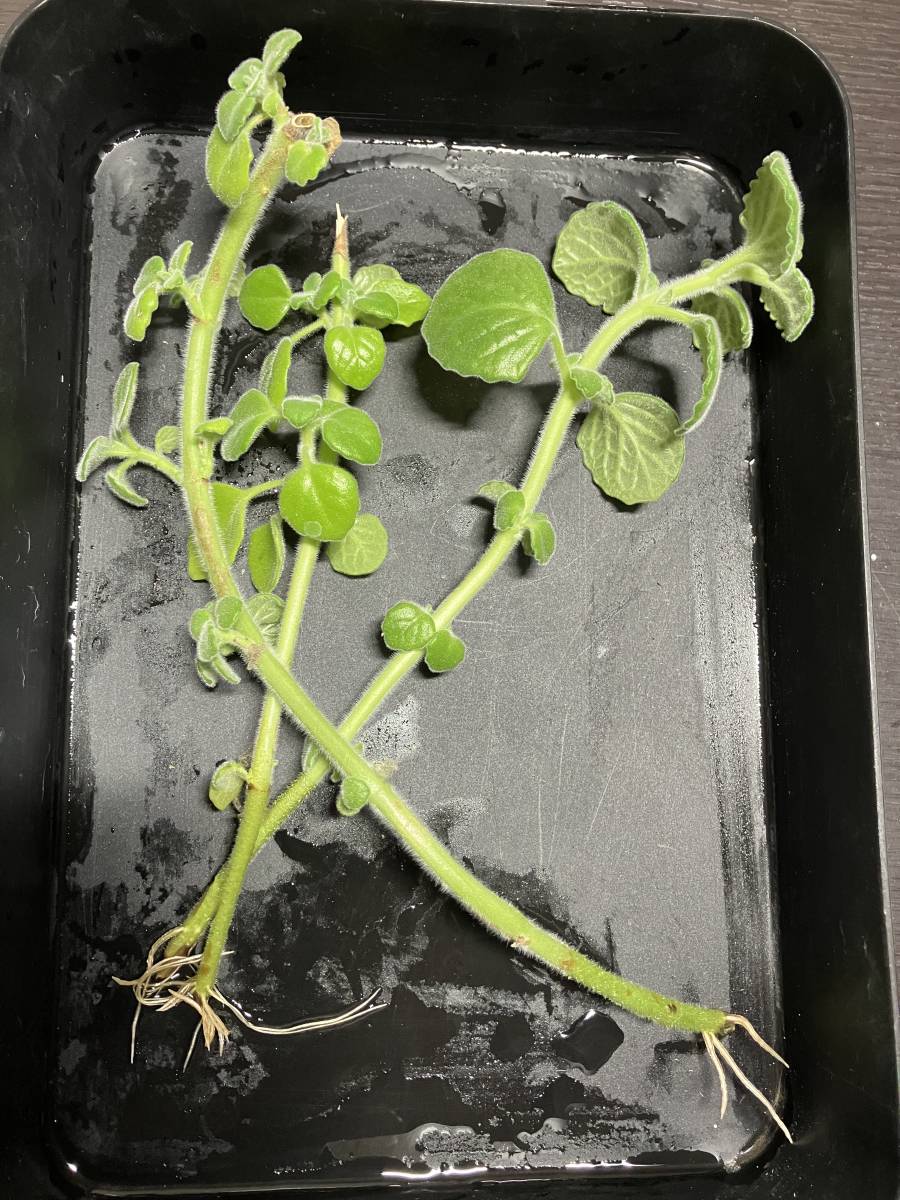 入手困難 青花 芳香プレクトランサス P Turpentine シソ科 ハーブ 多肉植物 カット苗 中古 のヤフオク落札情報 入手困難 青花 芳香プレクトランサス P Turpentine シソ科 ハーブ 多肉植物 カット苗 中古 のヤフオク落札情報
