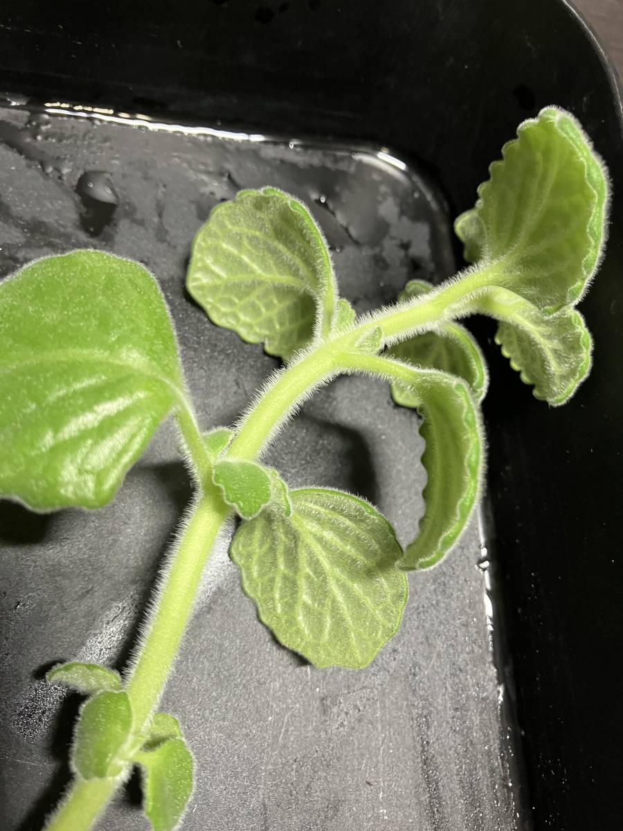 入手困難 青花 芳香プレクトランサス P Turpentine シソ科 ハーブ 多肉植物 カット苗 中古 のヤフオク落札情報 入手困難 青花 芳香プレクトランサス P Turpentine シソ科 ハーブ 多肉植物 カット苗 中古 のヤフオク落札情報