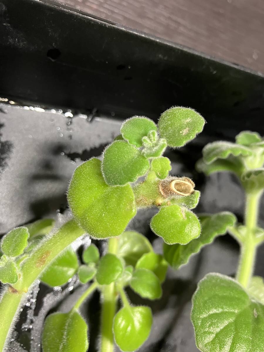 入手困難 青花 芳香プレクトランサス P Turpentine シソ科 ハーブ 多肉植物 カット苗 中古 のヤフオク落札情報 入手困難 青花 芳香プレクトランサス P Turpentine シソ科 ハーブ 多肉植物 カット苗 中古 のヤフオク落札情報