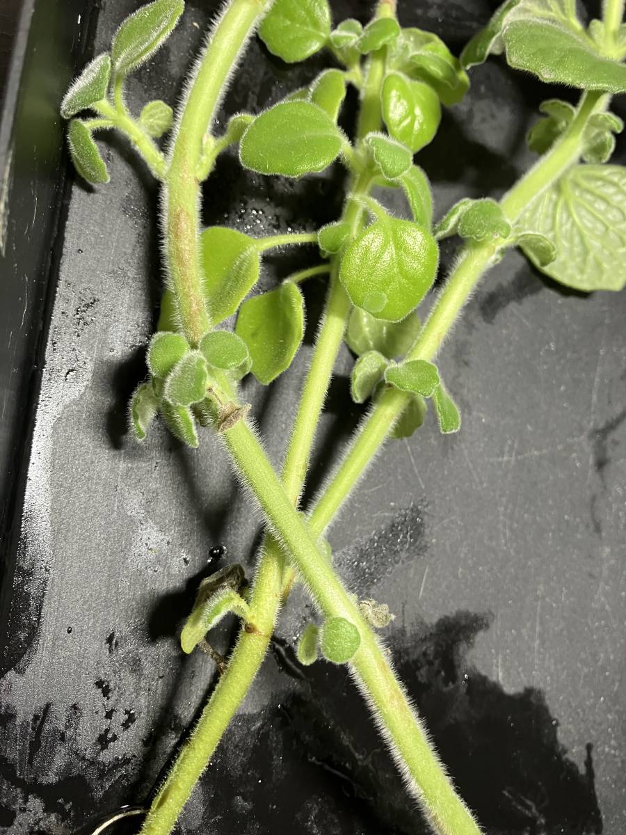 入手困難 青花 芳香プレクトランサス P Turpentine シソ科 ハーブ 多肉植物 カット苗 中古 のヤフオク落札情報 入手困難 青花 芳香プレクトランサス P Turpentine シソ科 ハーブ 多肉植物 カット苗 中古 のヤフオク落札情報