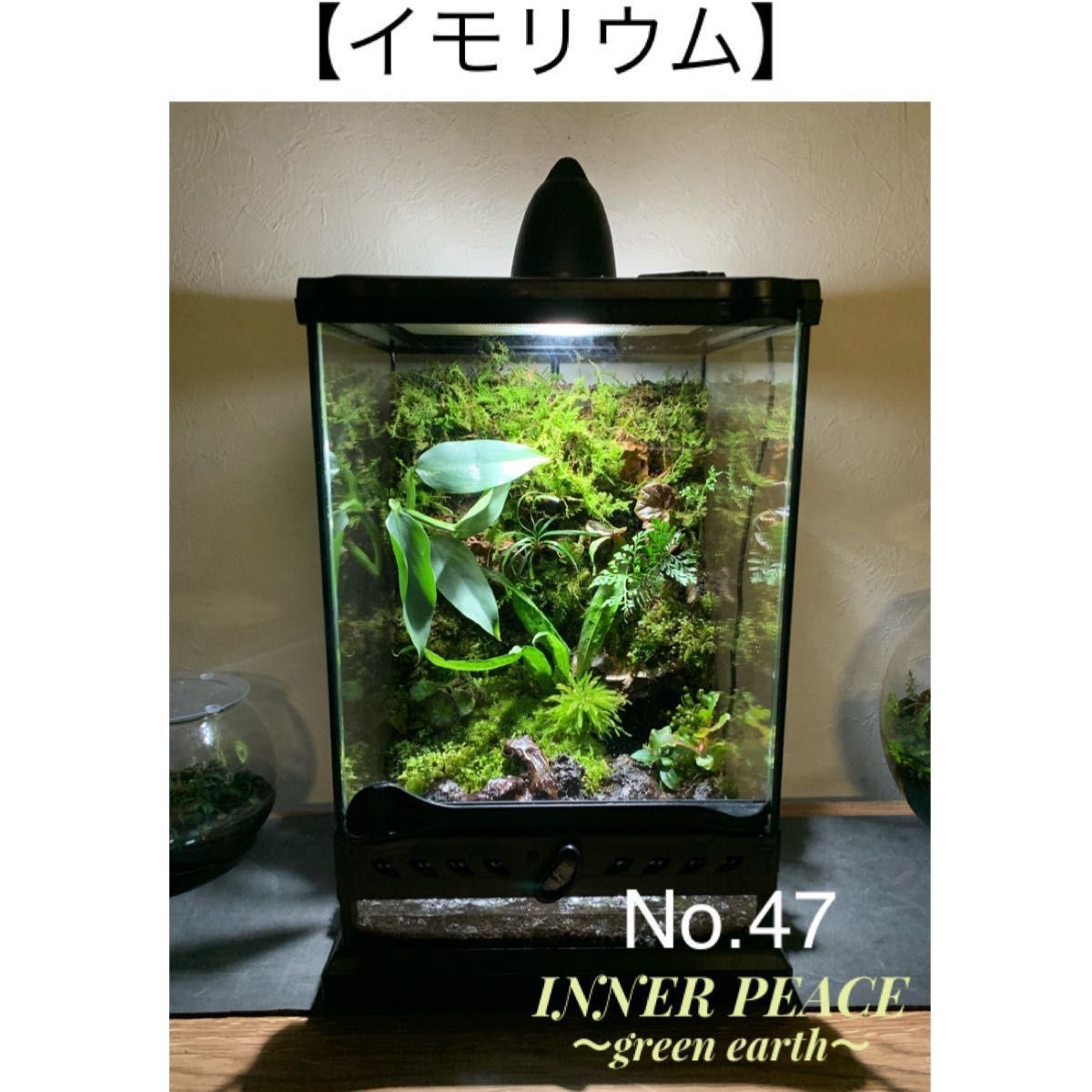 No.47 【確認用】イモリウム カエルリウム 苔アート 苔テラリウム 花 