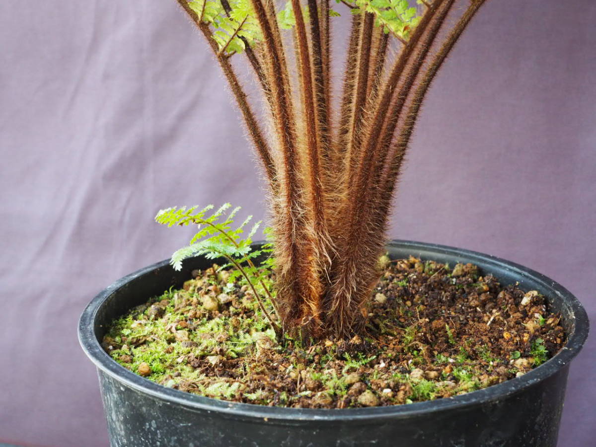 ディクソニア スクアローサ (Dicksonia squarrosa) 観葉植物