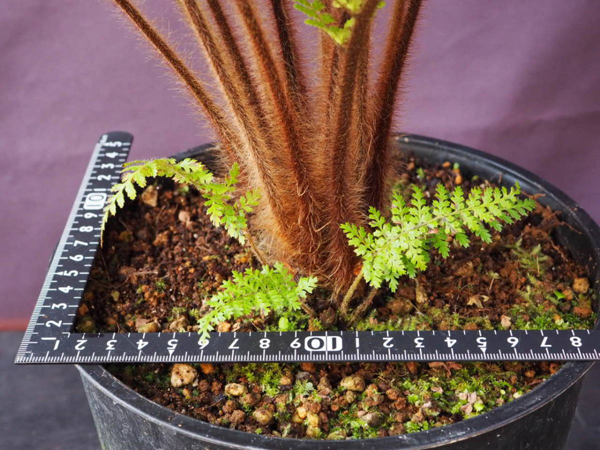ディクソニア スクアローサ (Dicksonia squarrosa) 観葉植物