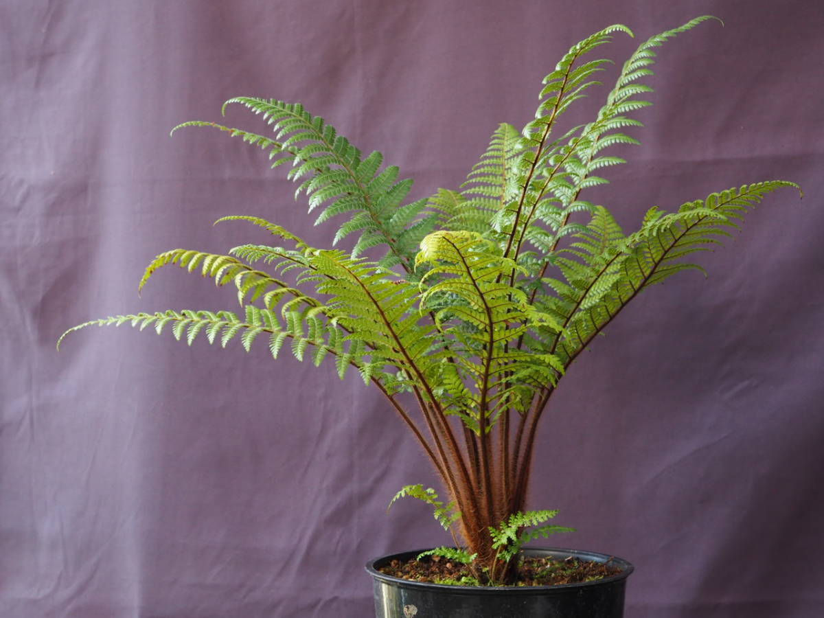 ディクソニア スクアローサ (Dicksonia squarrosa) 観葉植物