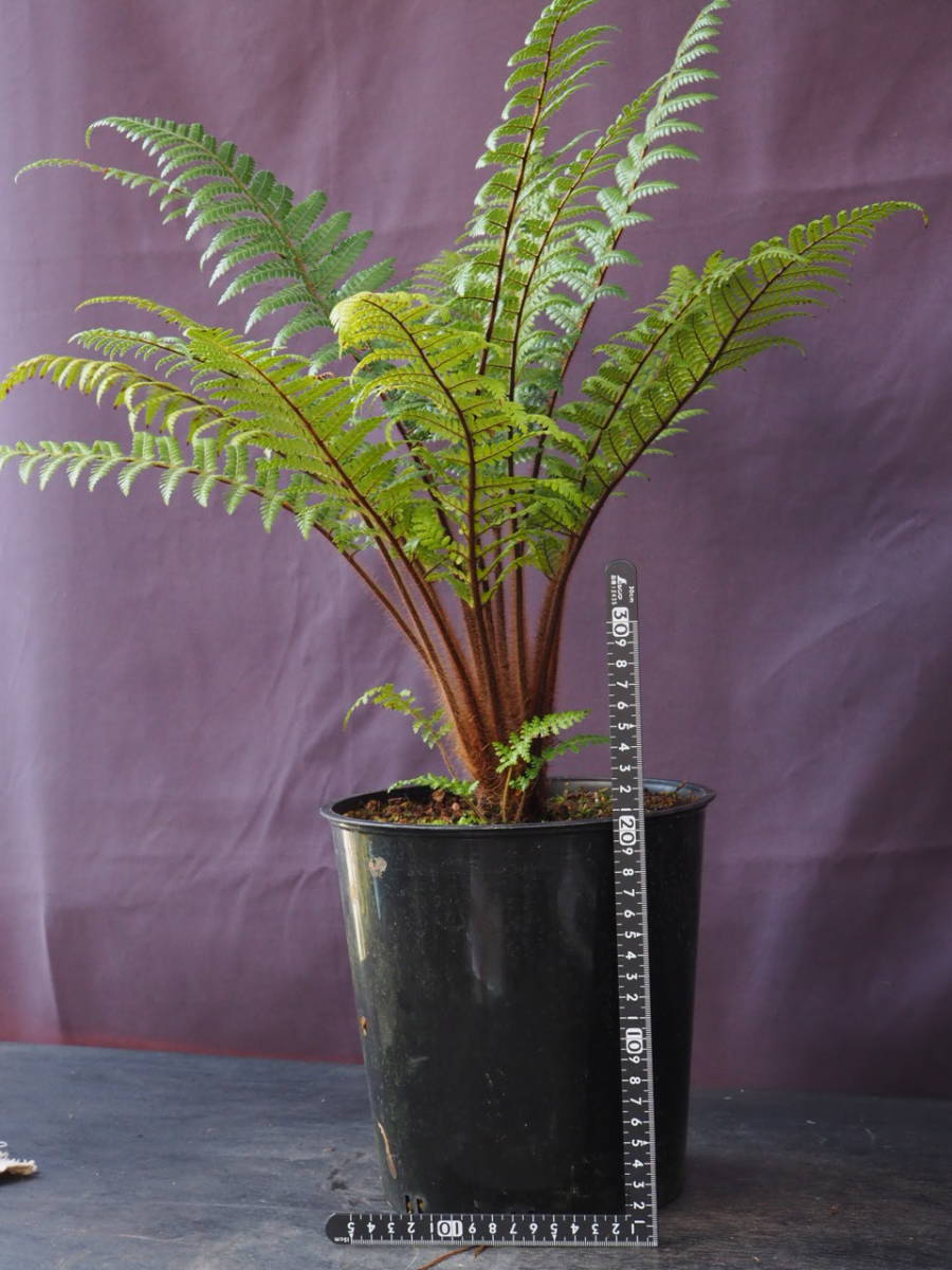 ディクソニア スクアローサ 植物 | invertirhogar.com