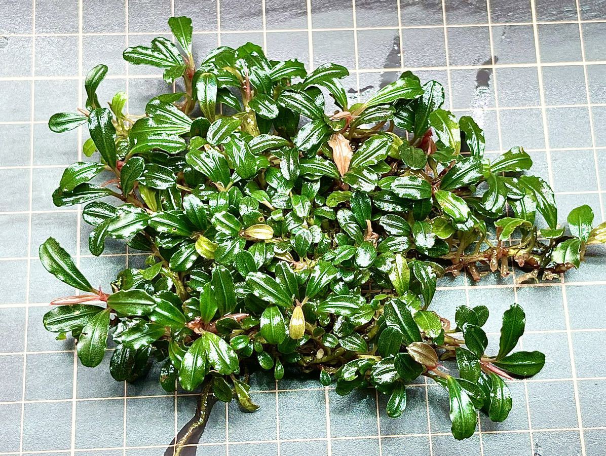 bucephalandra sp. mini 群生株 完全水中葉 住まい、インテリア bucephalandra sp. mini 群生株 完全水中葉 住まい、インテリア