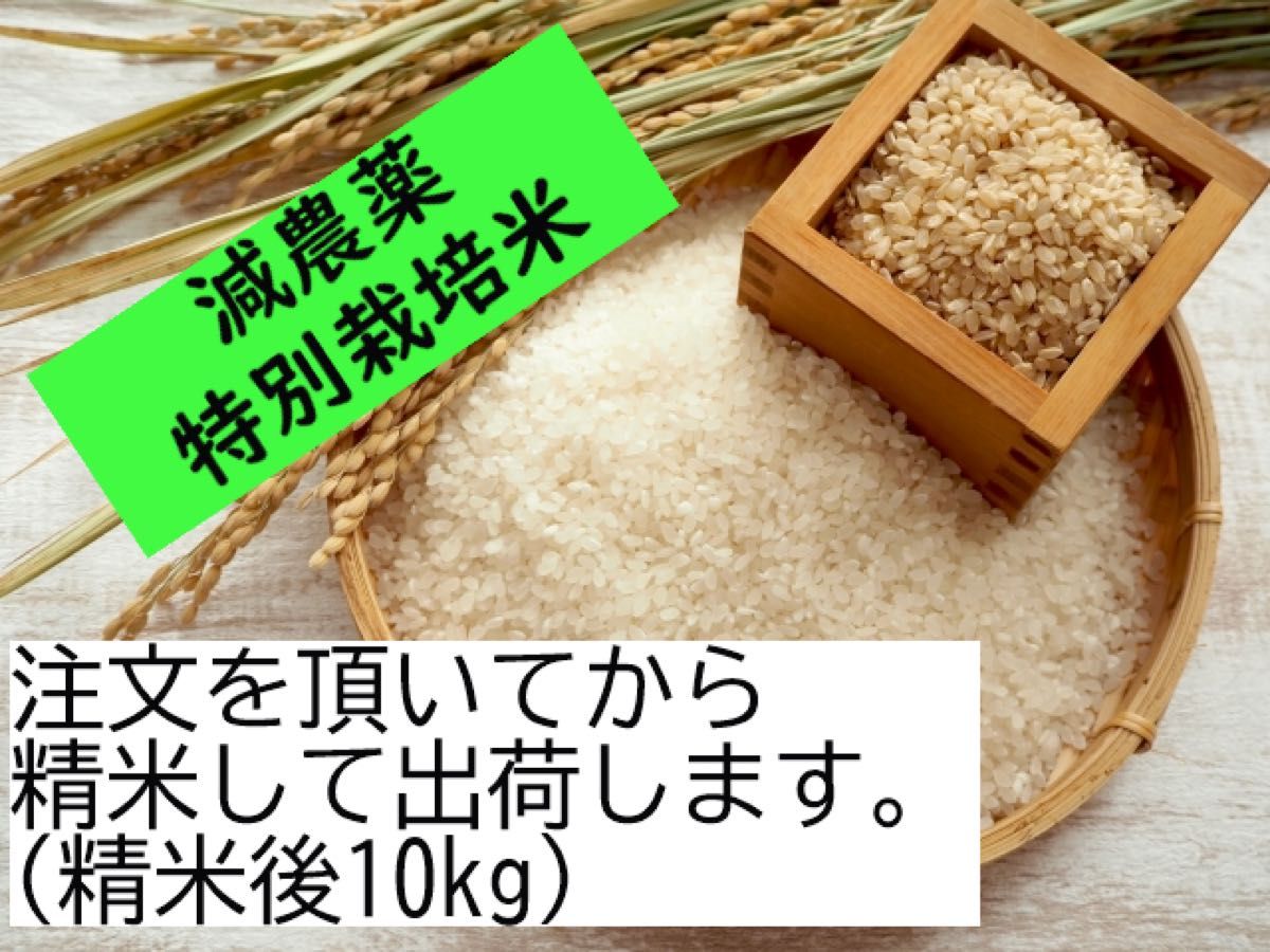 春先取りの ひとめぼれ新米 general-bond.co.jp