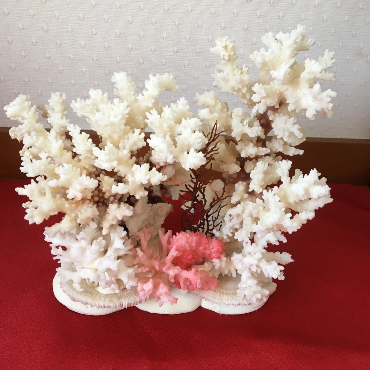 珊瑚 サンゴ 珊瑚礁 珊瑚置物 アクアリウム 水槽 飾り 珊瑚石 天然 ガラスケース付き
