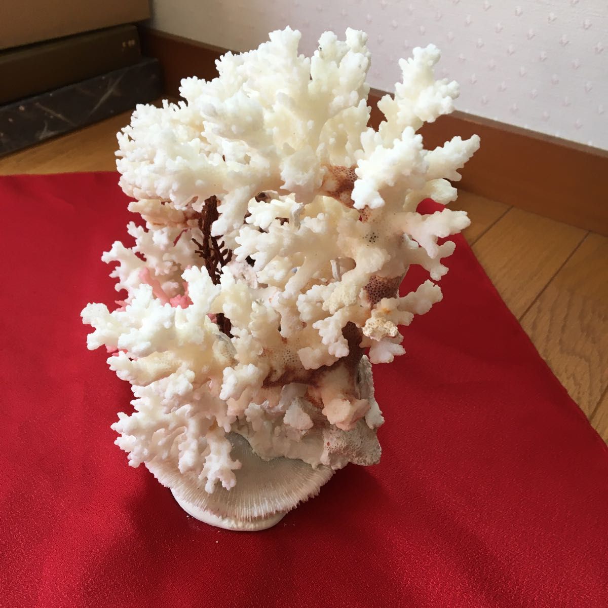 珊瑚 サンゴ 珊瑚礁 珊瑚置物 アクアリウム 水槽 飾り 珊瑚石 天然 ガラスケース付き