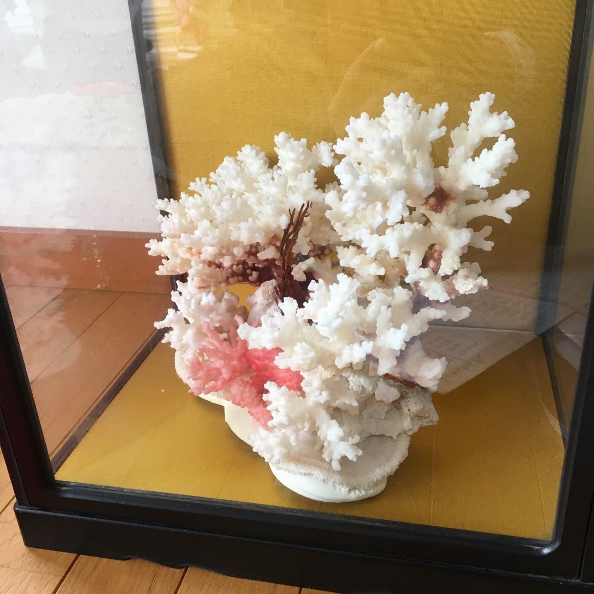 珊瑚 サンゴ 珊瑚礁 珊瑚置物 アクアリウム 水槽 飾り 珊瑚石 天然 ガラスケース付き