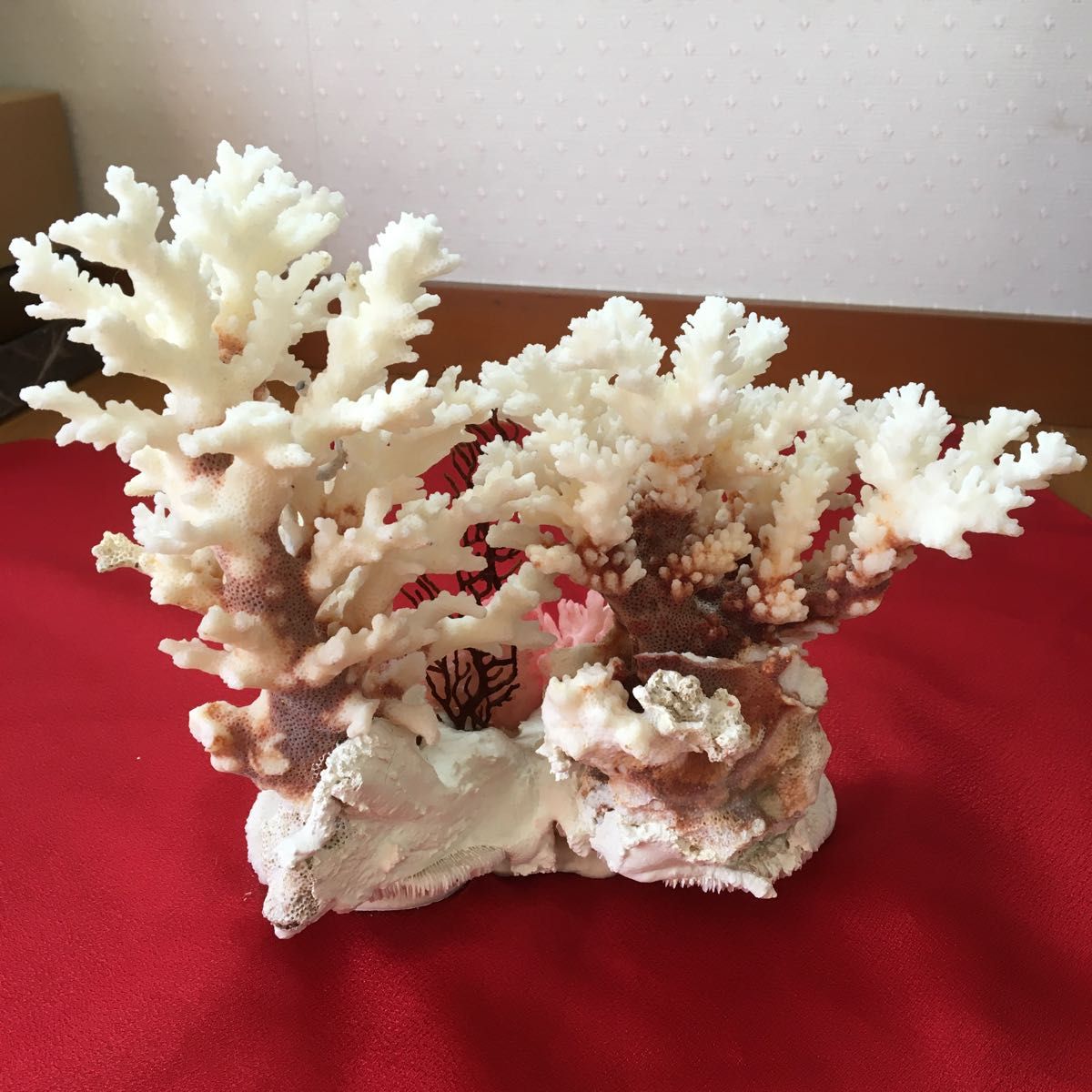 珊瑚 サンゴ 珊瑚礁 珊瑚置物 アクアリウム 水槽 飾り 珊瑚石 天然 ガラスケース付き