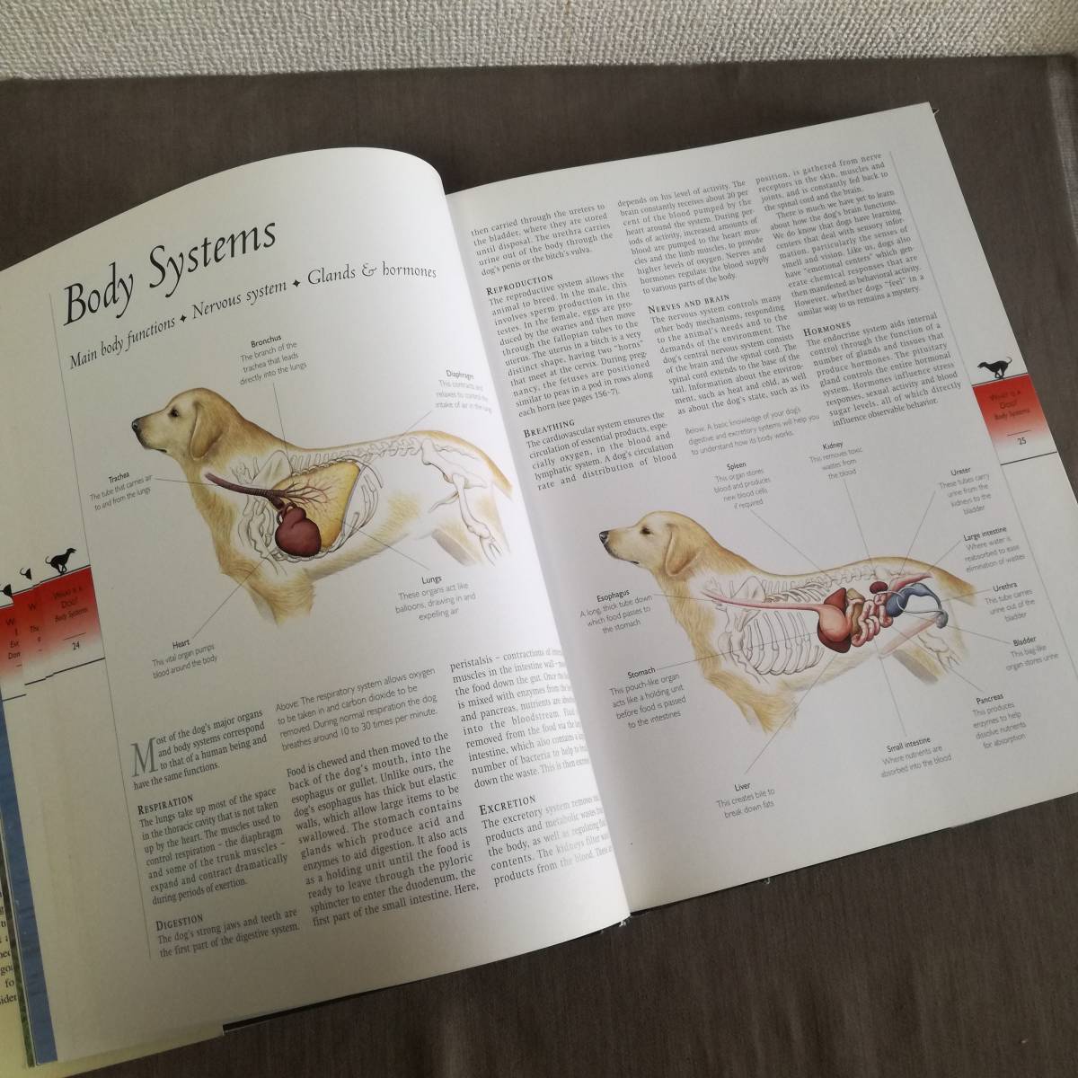 【値下】Dog: The Complete Guide (Complete Animal Guides) (英語) ハードカバー 2000/9/1_画像3