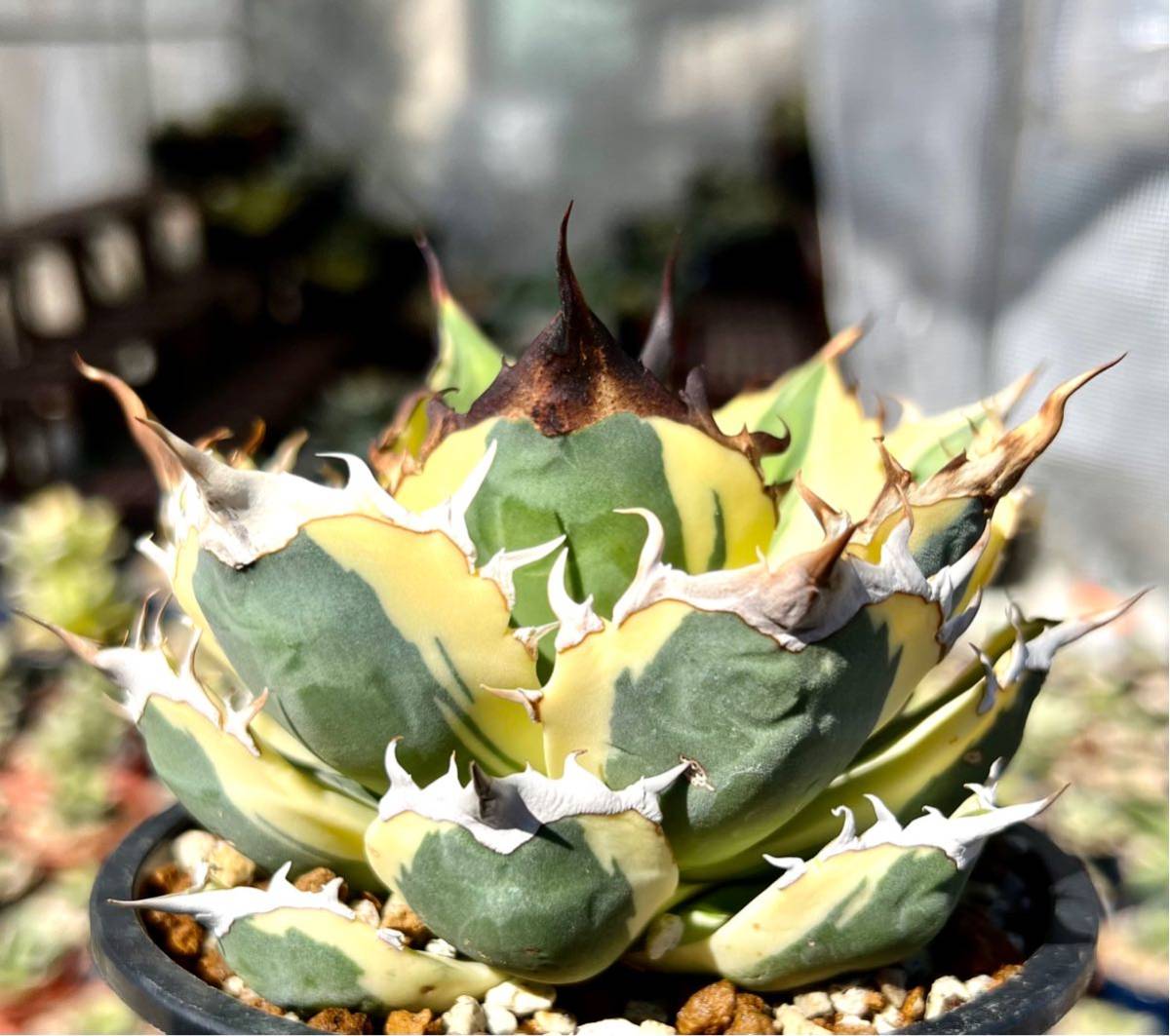 アガベ 多肉植物 チタノタ スナグルトゥース 自家繁殖極上斑入り美株の画像2