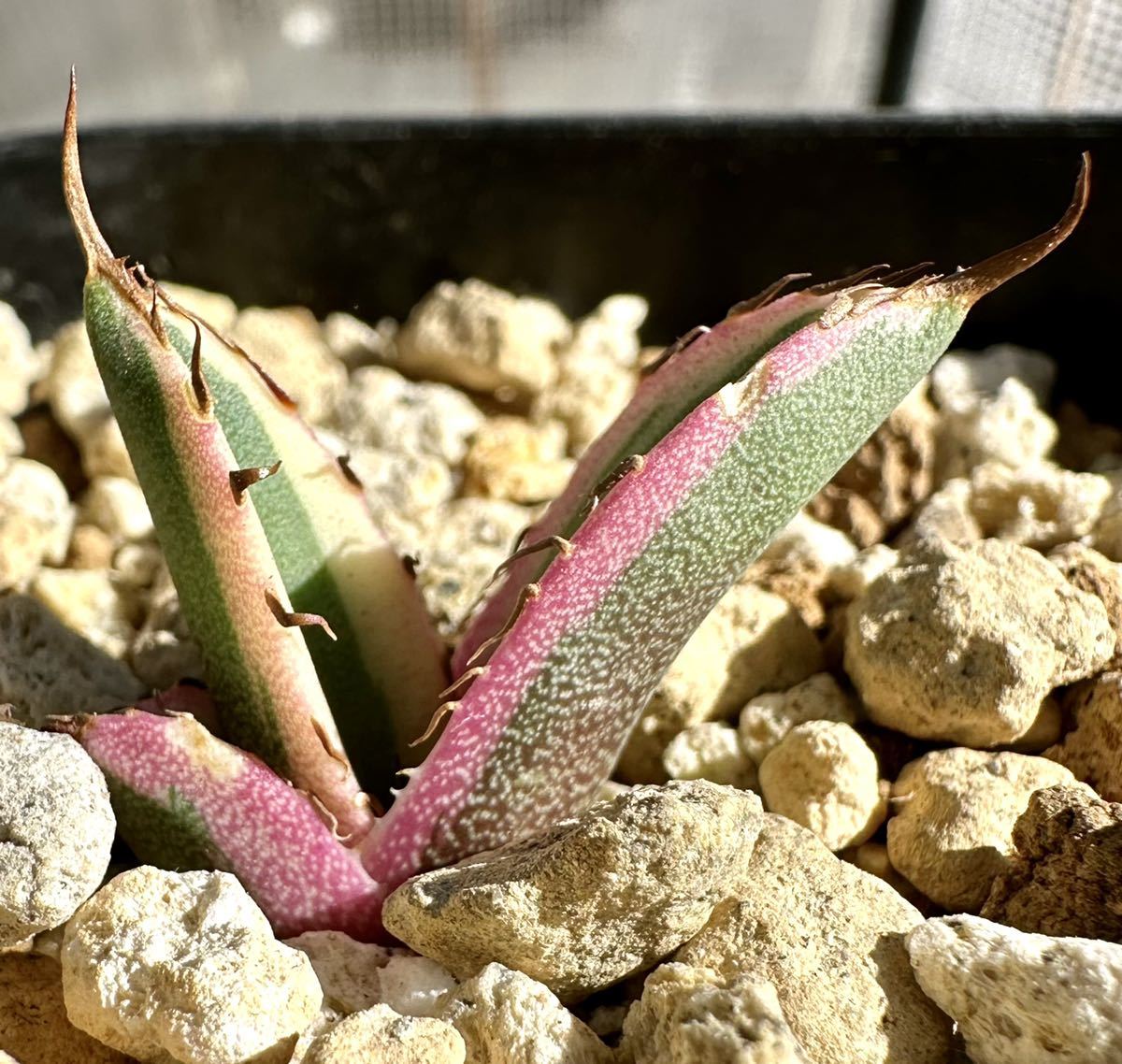 アガベ 多肉植物 チタノタ スナグルトゥース 厳選発根済み美株 アガベ 多肉植物 チタノタ スナグルトゥース 厳選発根済み美株