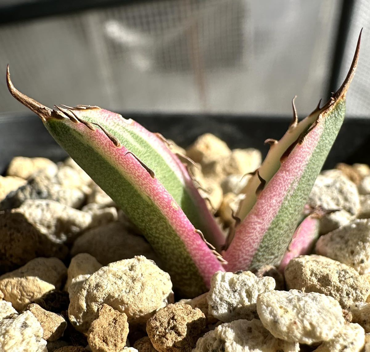アガベ 多肉植物 チタノタ スナグルトゥース 厳選発根済み美株 アガベ 多肉植物 チタノタ スナグルトゥース 厳選発根済み美株
