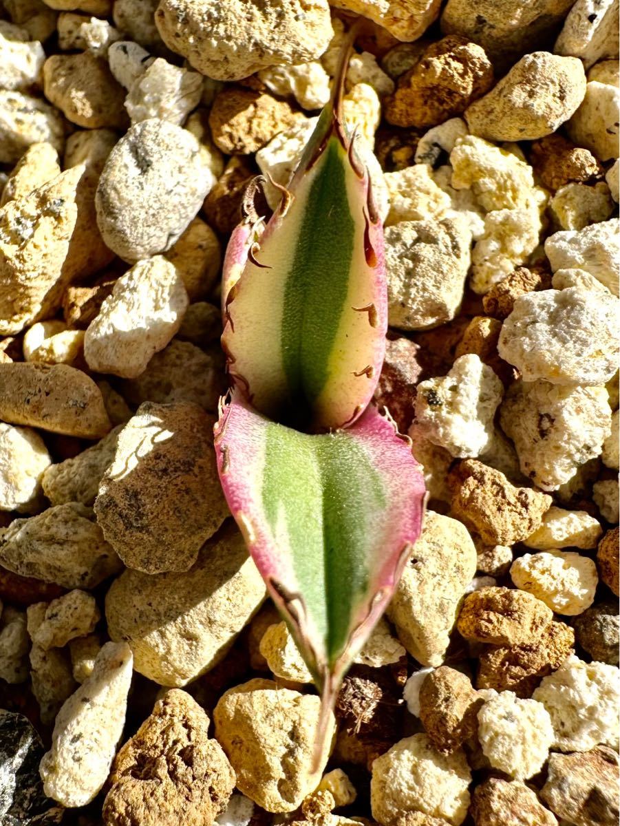 アガベ 多肉植物 チタノタ スナグルトゥース 厳選発根済み美株 アガベ 多肉植物 チタノタ スナグルトゥース 厳選発根済み美株
