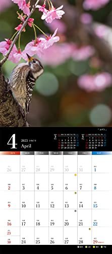 Art of Wildbird 日本の美しい風景と野鳥たち2023|水中 伸浩 (セイセイシャカレンダー2023)_画像3