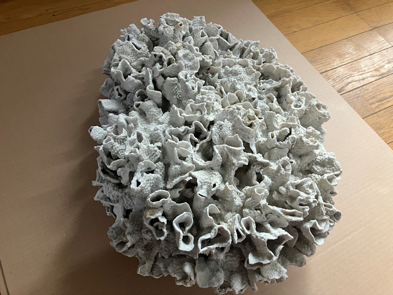 大型 珊瑚 幅50cm! 飾り 置物 レイアウト インテリア 良品 売切り _画像7