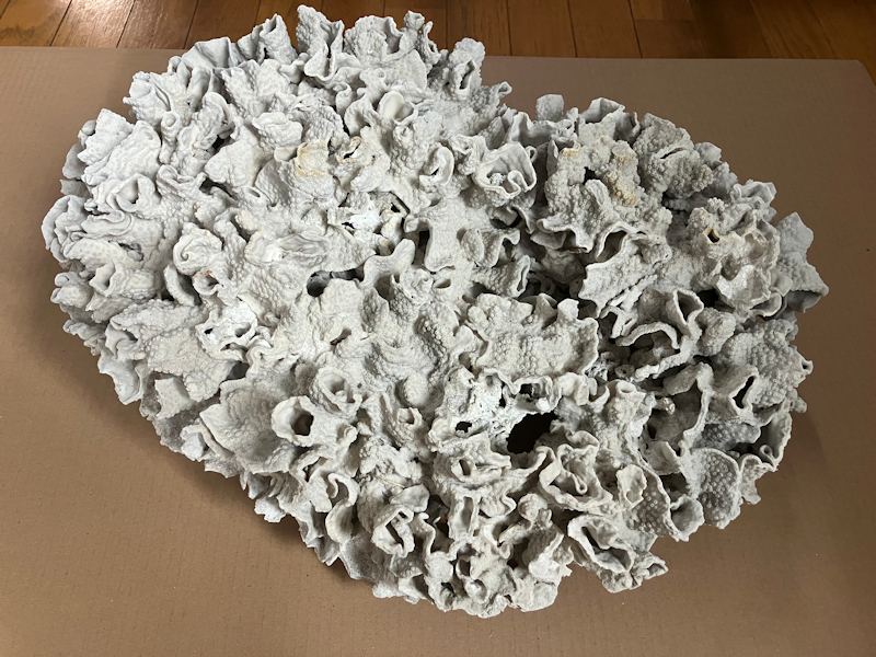 大型 珊瑚 幅50cm! 飾り 置物 レイアウト インテリア 良品 売切り 