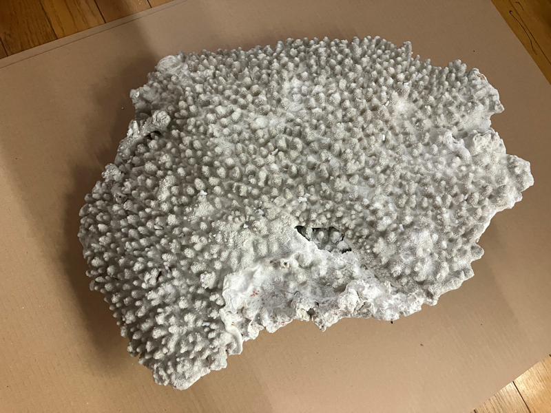 大型 珊瑚 幅40cm! 飾り 置物 レイアウト インテリア 売切り