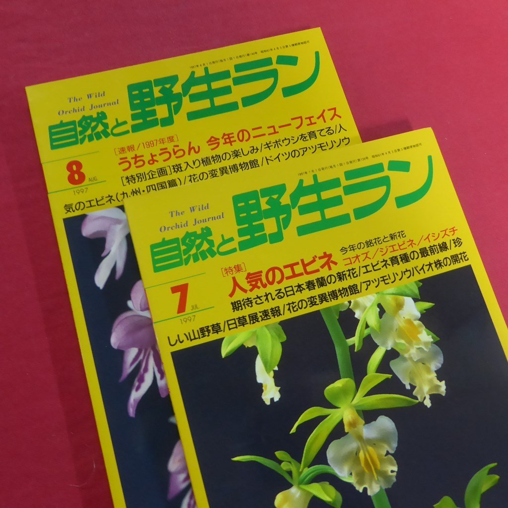 大型18【自然と野生ラン:1997年1～8、11・12月号の10冊セット/新企画出版局】コオズ/春蘭/ウチョウラン/エビネ/寒蘭_画像7