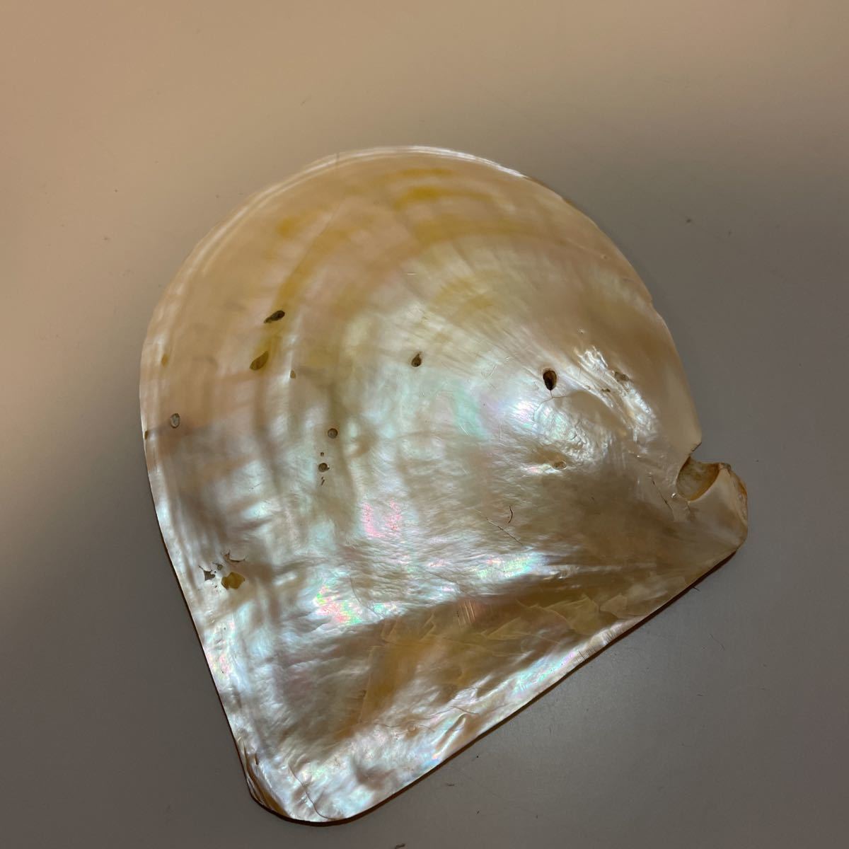 貝殻 真珠 磨きの画像4