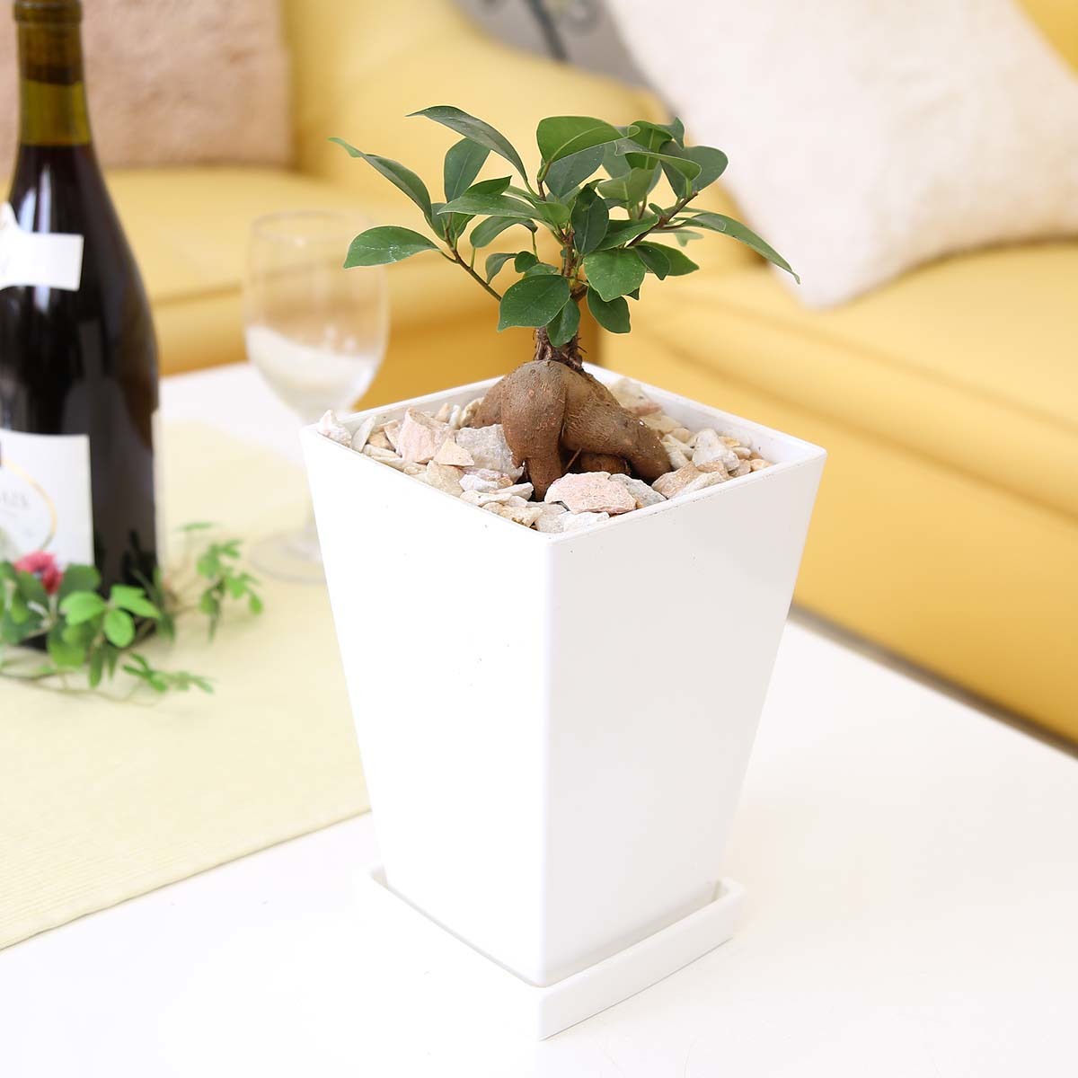  decorative plant ..... is said that ... many .. tree gaju maru 5 number square plastic pot earth. surface : cosmetics stone type free shipping 