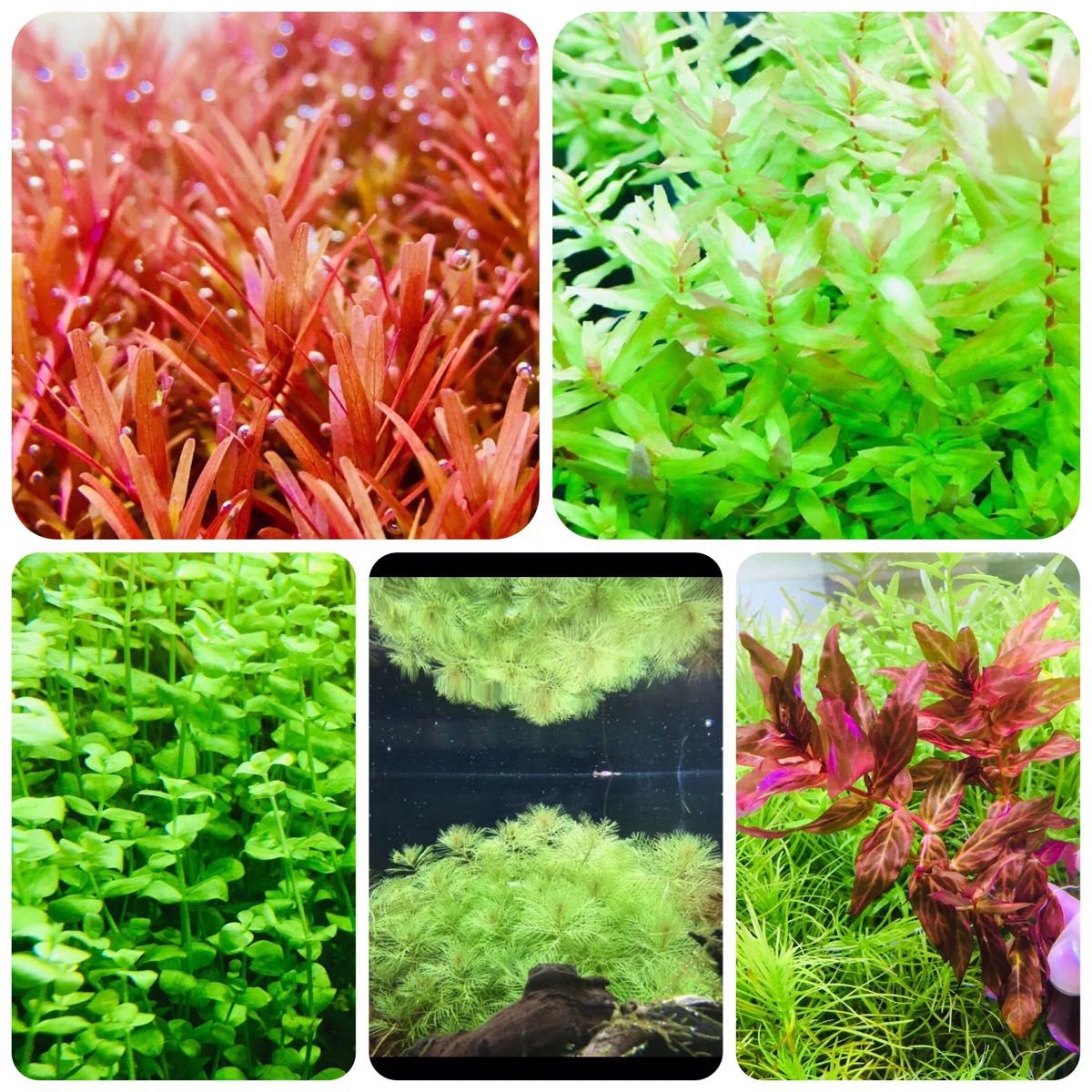 水草セット 5種類 水中葉 無農薬 無害虫 - 魚用品