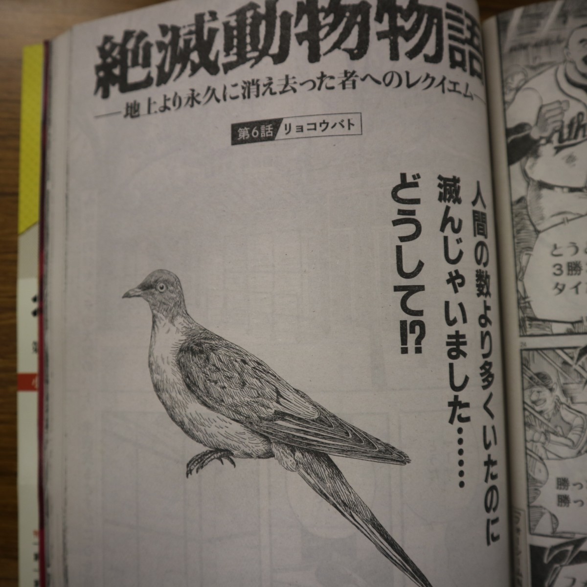 特2 51006 / ビックコミック 2021年11月10日号 さいとう・たかお氏追悼企画●ここらで一服 ゴルゴ 13 颯汰の国 絶滅動物物語 Deep3_画像5