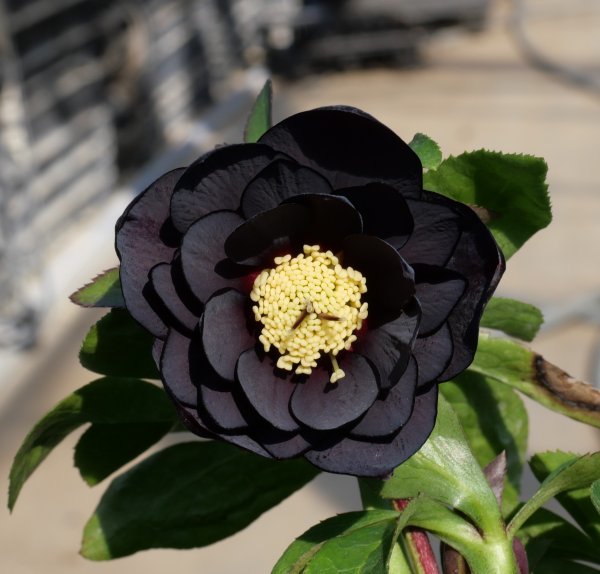Yahoo!オークション - 564 「八咫烏」 ブラック dd 開花 Yahoo!オークション - 564 「八咫烏」 ブラック dd 開花
