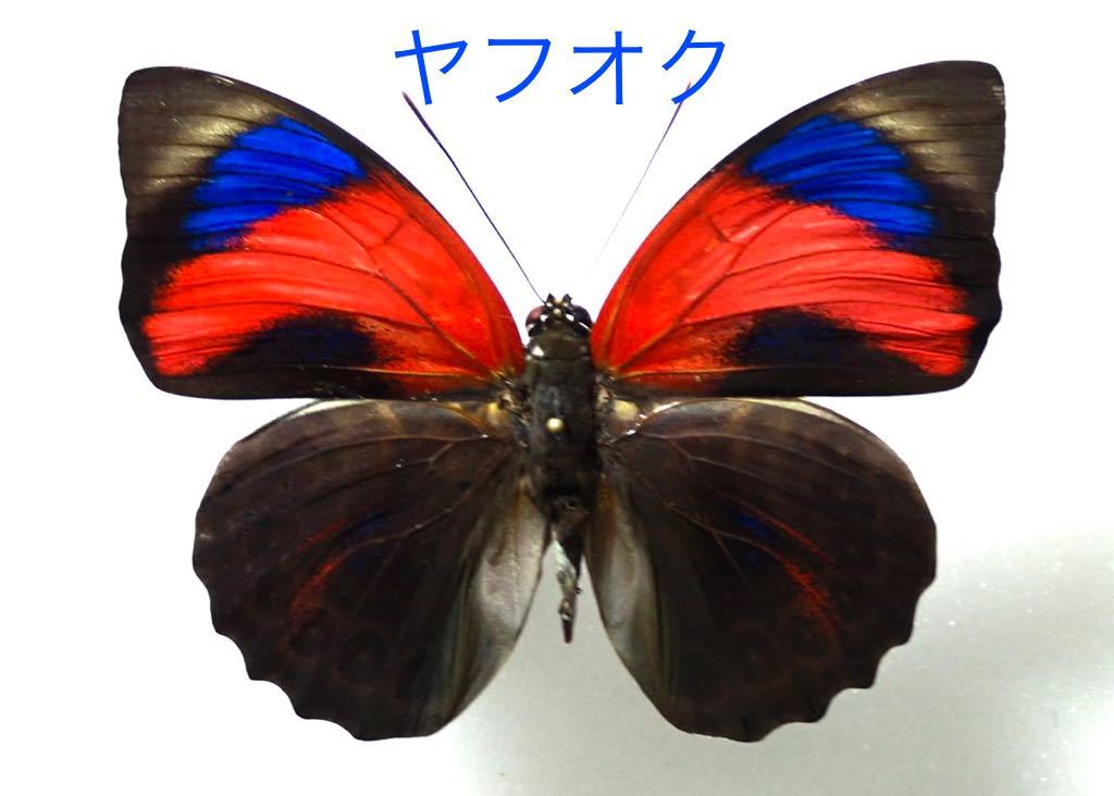 蝶の標本 メガネトリバネ「3種」 【まとめ買い】 www.shelburnefalls.com