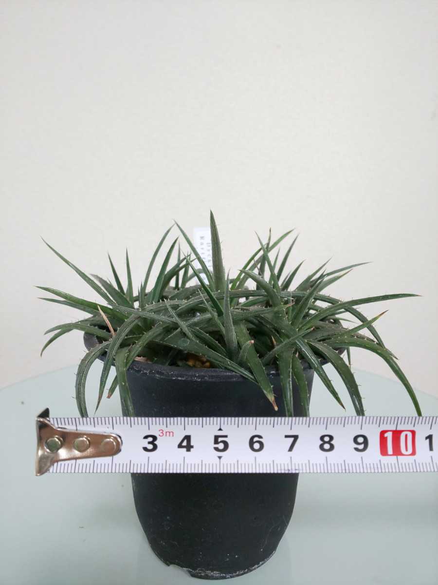 Rariflora　Dyckia　ディッキア　ラリフローラ　姫剣山　観葉植物　緑　多肉植物　アナナス　プヤ　ヘクチア　エンコリリウム　ブロメリア