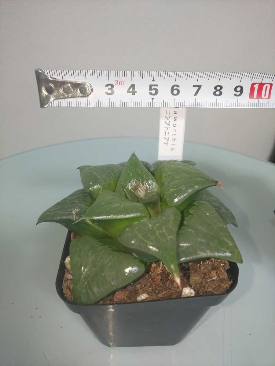 【選べる２種セット】コンプトニアナ　コンプトニアーナ　ハオルチア　ハオルシア　Haworthia　斑入り　多肉植物　観葉植物　レア　希少_画像4