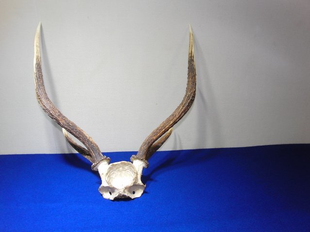今月のお買い得品 CA-149 鹿角 鹿の角 オブジェ 頭 頭蓋骨 壁掛け 頭部 飾り インテリア アンティーク 刀掛けの画像5
