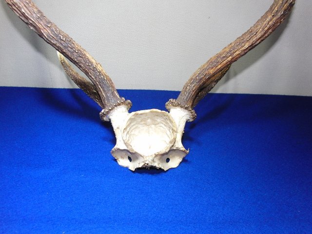 今月のお買い得品 CA-149 鹿角 鹿の角 オブジェ 頭 頭蓋骨 壁掛け 頭部 飾り インテリア アンティーク 刀掛けの画像6