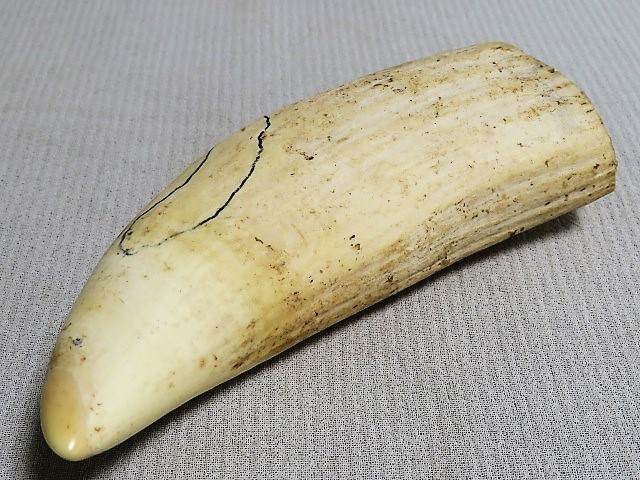 Yahoo!オークション - 鯨歯 重さ約316g 抹香鯨 マッコウクジラ 鯨牙 Yahoo!オークション - 鯨歯 重さ約316g 抹香鯨 マッコウクジラ 鯨牙