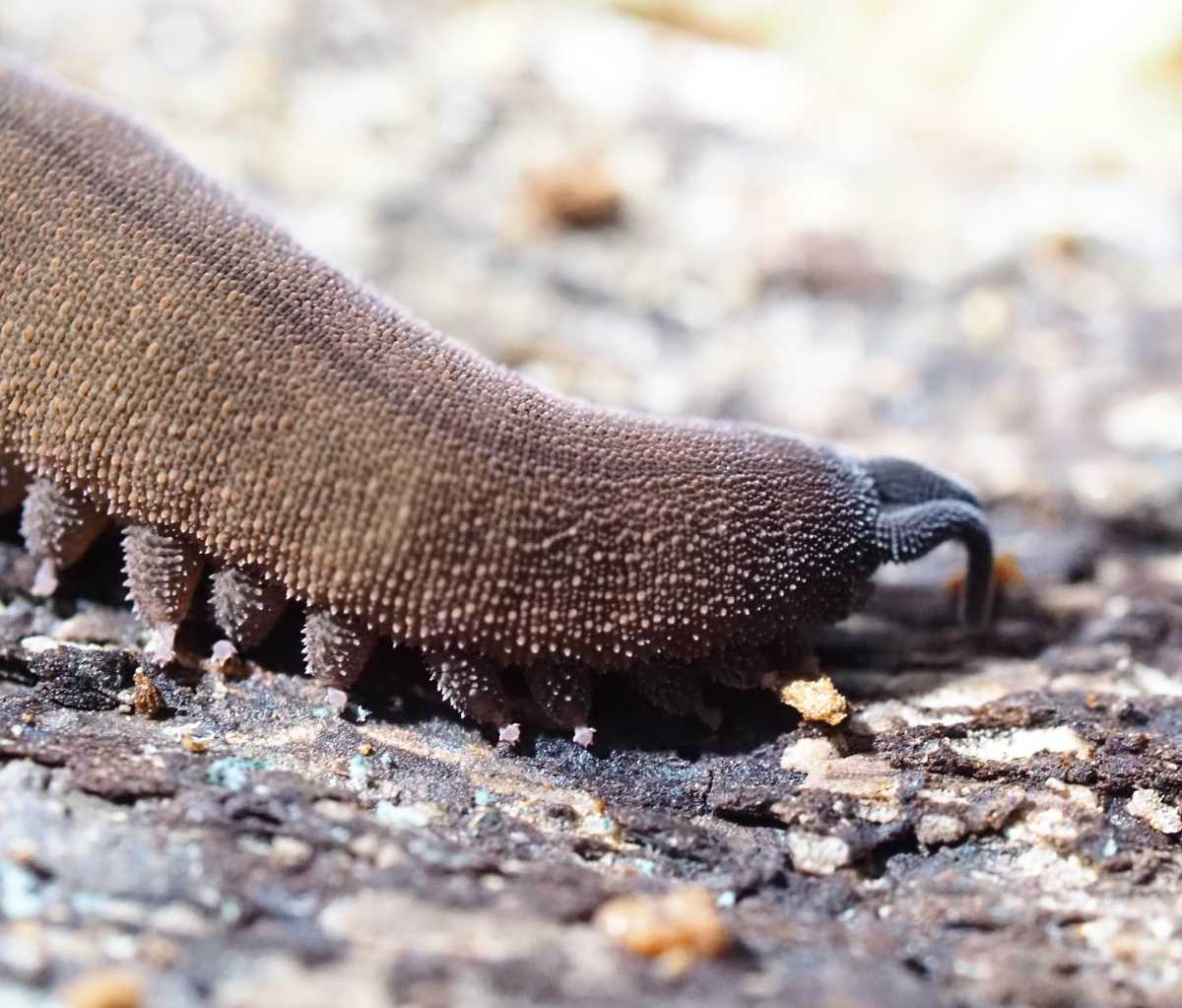 ☆カギムシ☆8頭（Mサイズ）☆バルバドスカギムシ☆ Epiperipatus barbadensis 初期餌料＆飼育用土付き！