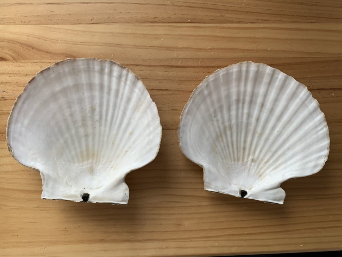 北海道産 特大ホタテ貝殻 ２枚セットの画像1