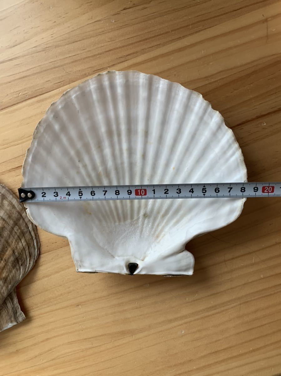 北海道産 特大ホタテ貝殻 ２枚セットの画像3