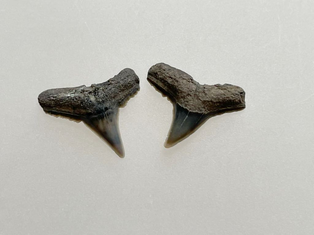 日時指定 サメの歯 カルカリヌス #920 化石 2点セット サメ 鮫 歯