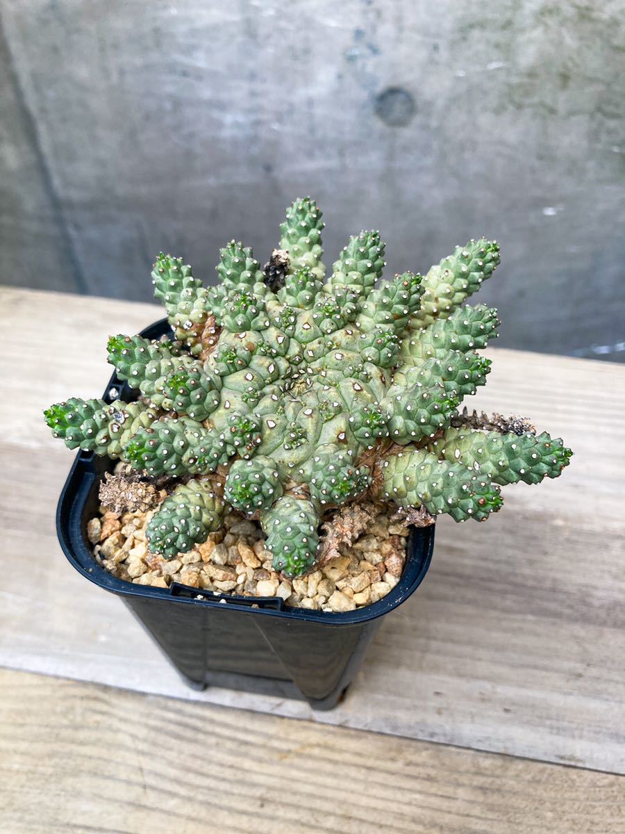 Euphorbia atroviridis C236【大株・超良形】 ユーフォルビア アトロ